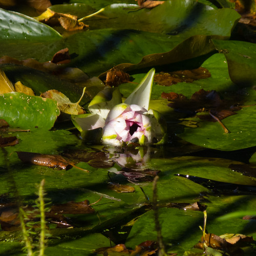 October waterlily flower, Bantock Park