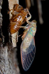 cicada eclosion