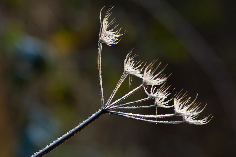 Frost-covered umbellifer
