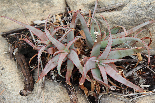 Aloe intermedia