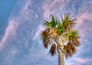 Palm, Moon, and colorful sky