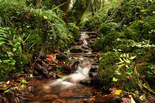 autumn trees ireland fall water forest river woods stream cork midleton carrigtwohill leamlara