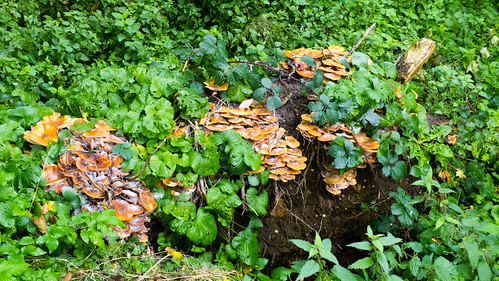 Honey fungus on a tree stump