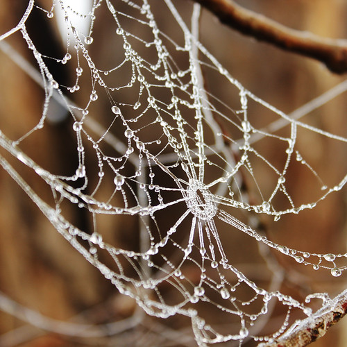Web by debarazzi2009