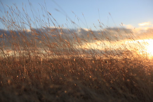 Sunset Grass by Kay Martinez, Caught a glimpse of the sunset golden color shining on the grass.sunset field grass golden kansas pr