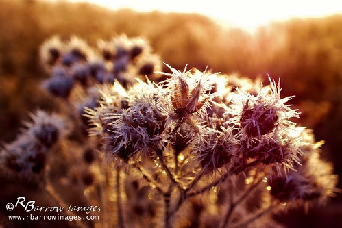 ice sunrise tn nashville bellsbendgreenway