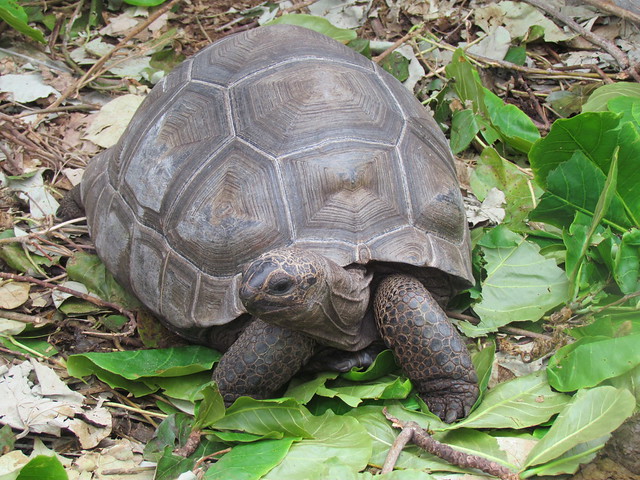 Aldabra Giant Tortoise (Dipsochelys dussumieri), Curieuse