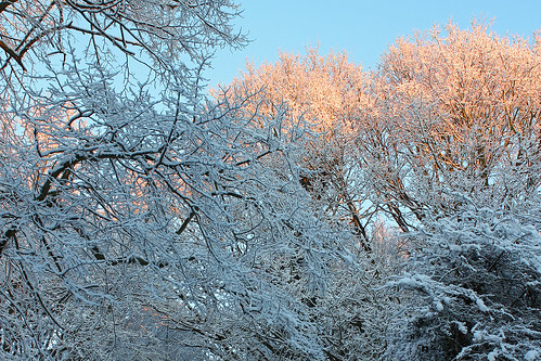 trees winter snow sunrise norfolk heath norwich mousehold