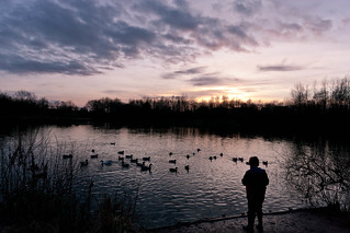 Boy wonder feeding ducks at sunset