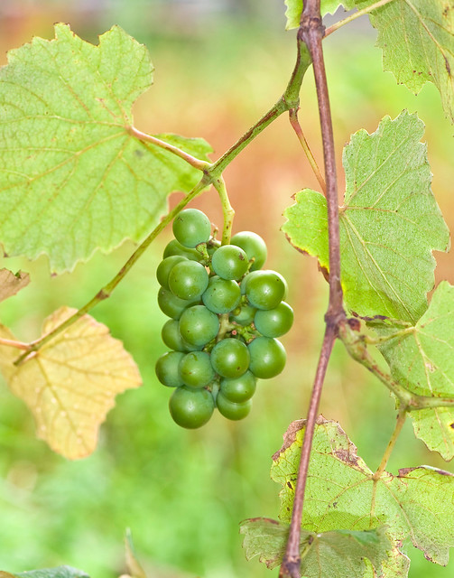 Grapes, Vitis vinifera