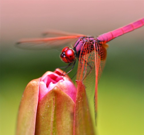 macro art nature singapore dragonfly waterlilies botanicalgarden