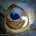 Flickr photo 'American Bullfrog (Rana catesbeiana), female - eye detail' by: DaveHuth.