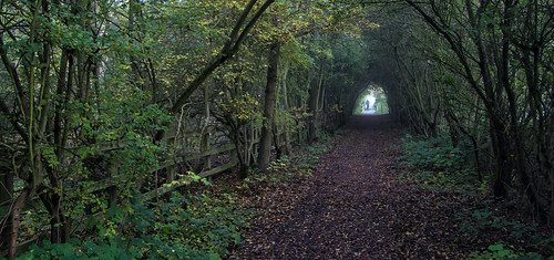england tree woodland unitedkingdom tunnel foliage pottericcarr doncaster yorkshirewildlifetrust blindphotographers