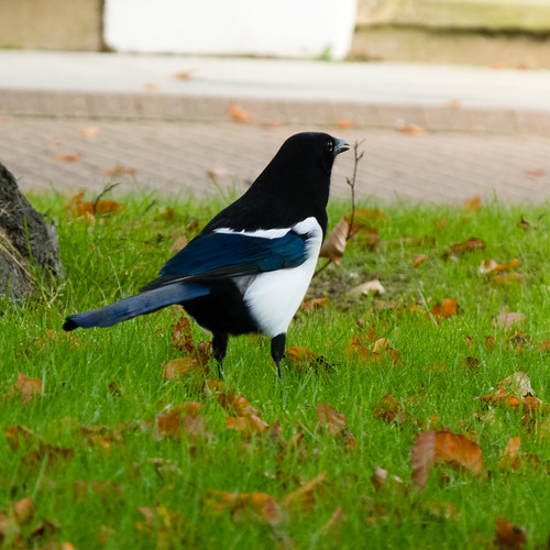 Magpie on a lawn