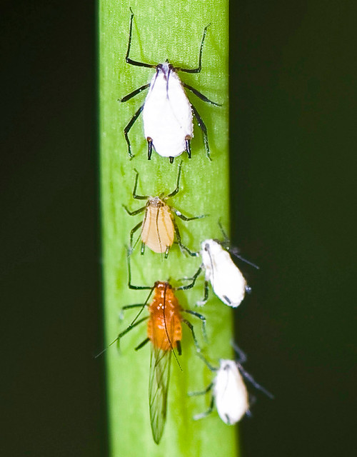 Indomegoura indica Aphids, In Various Stages, キスゲフクレアブラムシ