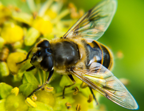Bee gathering ivy pollen