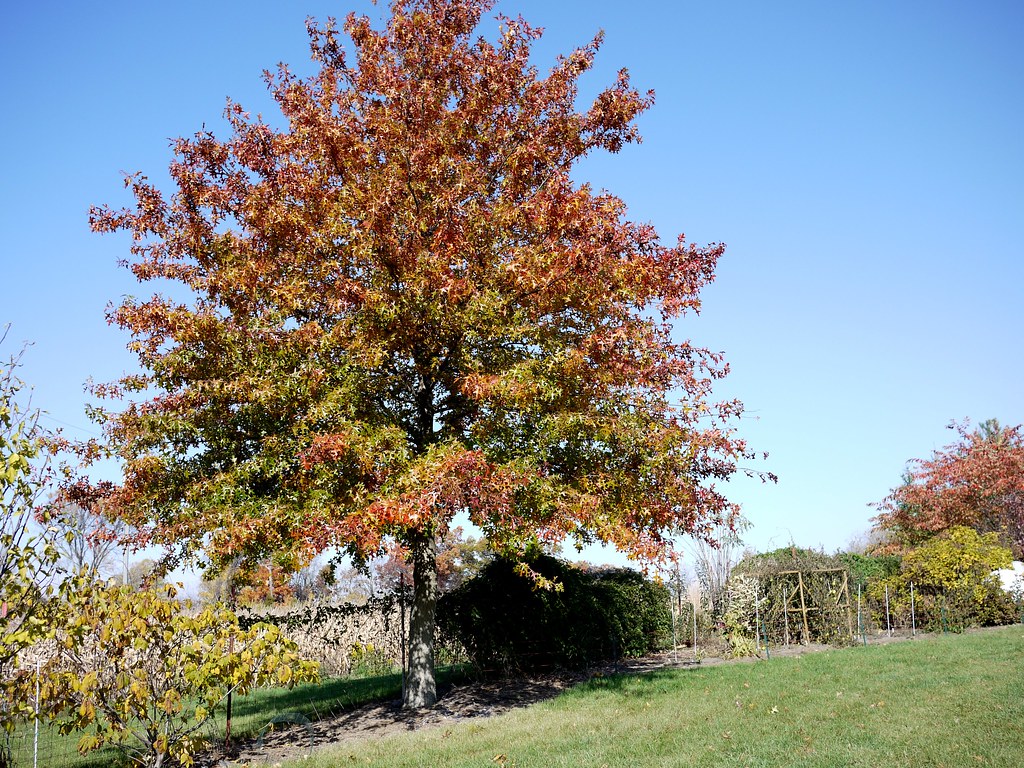 Pin Oak Trees: A Guide to Identifying and Growing this Oak Tree