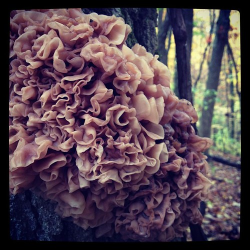 Theres A Fungus Among Us Tipton Michigan Pumpkink Flickr