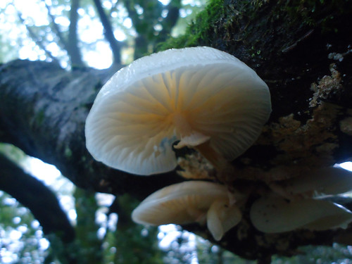 Oudmansiella mucida aka Porcelain Fungus | by fishfish_01