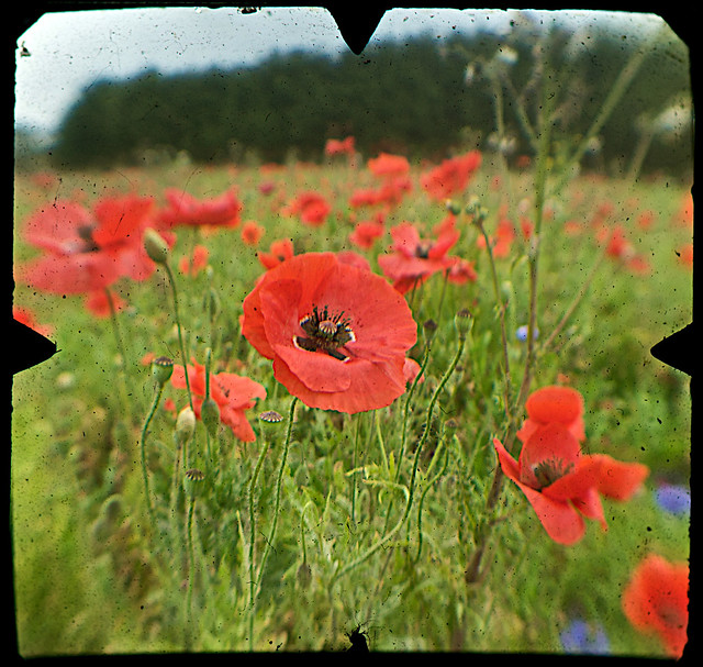 Flanders Fields