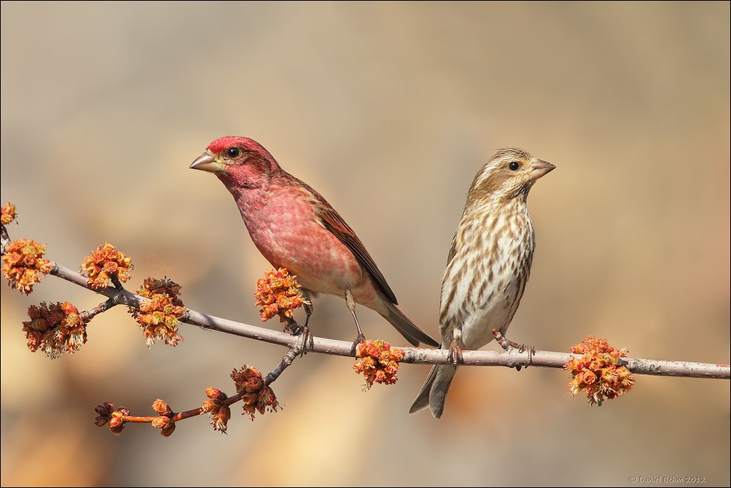 Purple Finch Pair A Purple Finch Pair From A Couple Of Win Flickr,Dragon Lizard Pictures