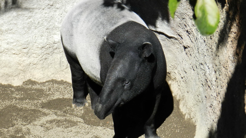 tapir malayo Zoo Bioparc Fuengirola Malaga 01