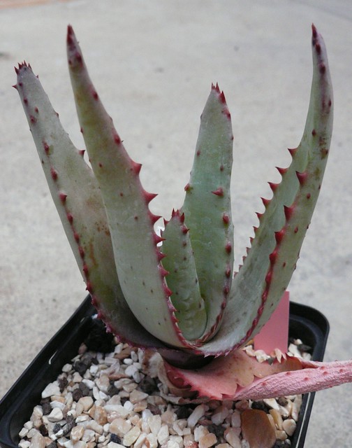 Aloe capitata