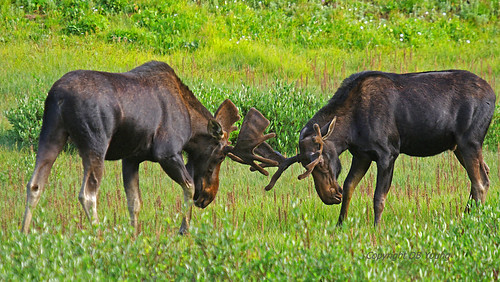 Meeting in the Meadow | by dbyoungster