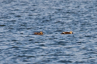 027095.1-IMG_8519 Eastern Spot-billed Ducks (Anas zonorhyncha) | by ajmatthehiddenhouse