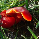 red shrooms (scarlet waxcap)