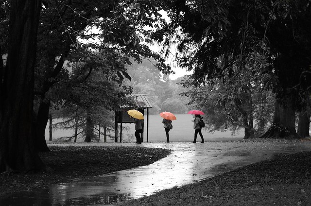 Umbrellas in the rain