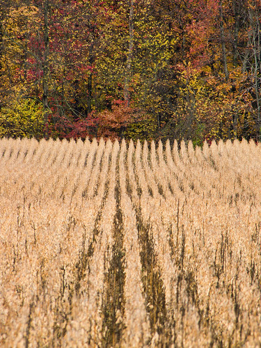 tree fall field outside outdoors us unitedstates michigan unitedstatesofamerica overcast row saintjosephcounty chdk topazadjust canonsx10 wakeshma