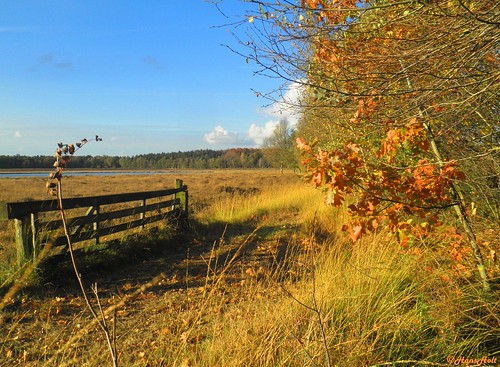 autumn trees lake leaves fence bomen path herfst pad fen ven hek bladeren gijsselterkoelen