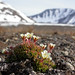 Flickr photo 'Tufted Saxifrage, Saxifraga cespitosa in Spitsbergen' by: The Travelling Naturalist.