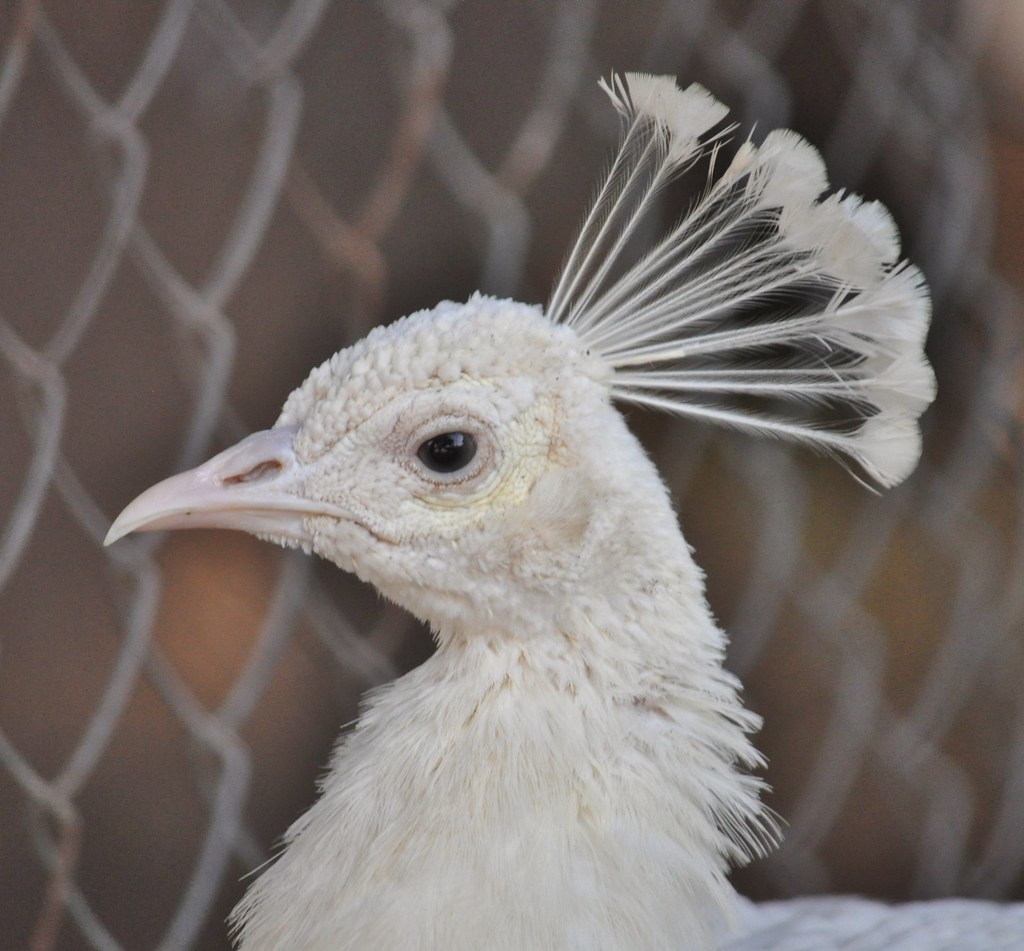 An albino peacock?