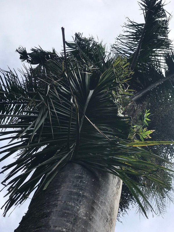 Palm: Deformed leaflets caused by boron deficiency
