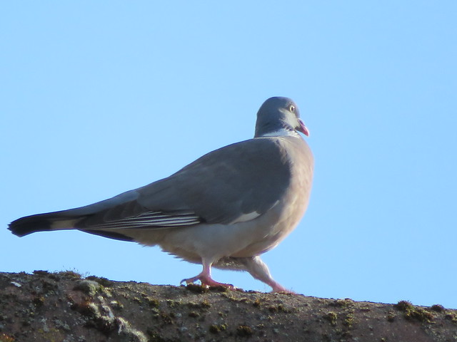Pigeon on the Roof 28-03-2018