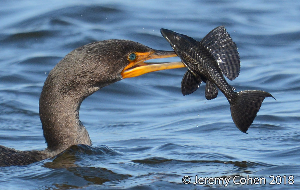 Double crested cormorant eating an armored catfish