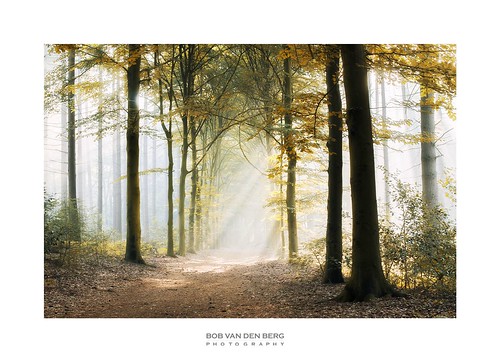 light bright sunlight rays sunrays beam forest wald nebel pines leaves leaving autumn holland dutch path heaven heavently area trees silhouettes walk morning sunrise enchanted noone anybody hello quiet silence peaceful zino2009