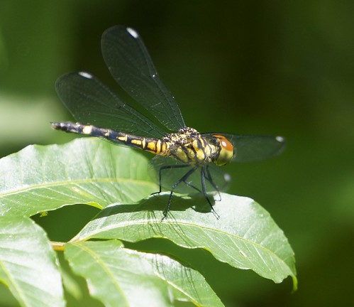 chalcostephiaflavifrons yellowface inspector dragonfly libellulidae insect fauna bayelsastate nigeria nigerdelta westafrica koroama koroamaforest