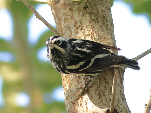 Black-and-White Warbler 05-20180414