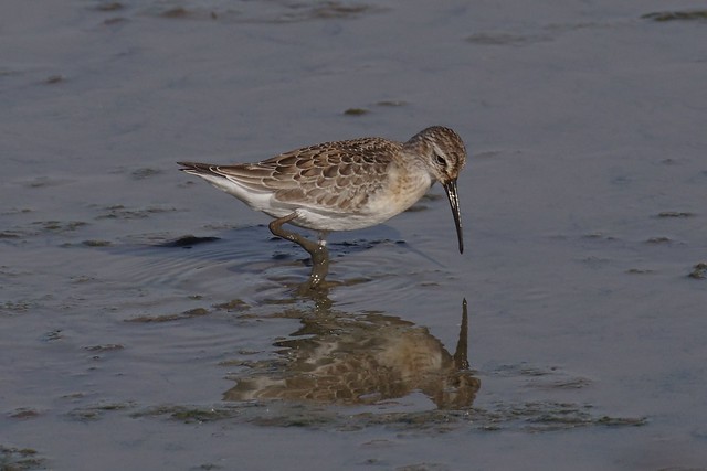 IMGP8026 Curlew Sandpiper, Titchwell, September 2016