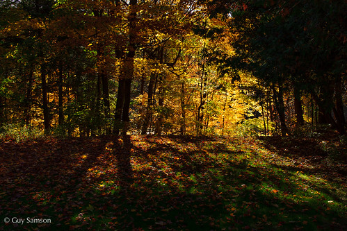 autumn fall automne victoriaville victo sigma30mmf28 guysamson sonynex7