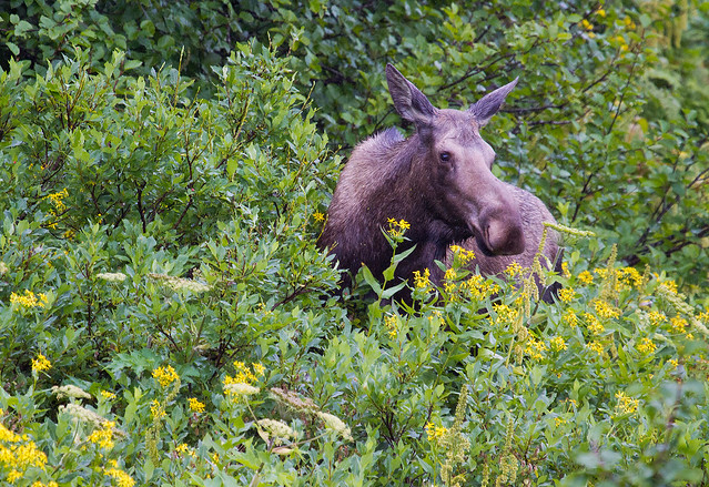 Moose Along the Trail