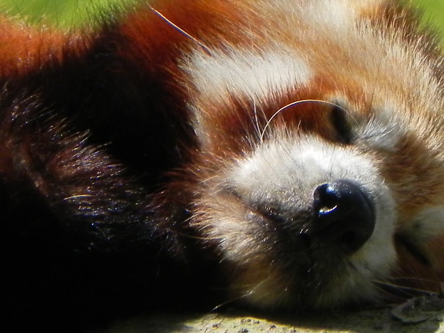 Roter Panda im Zoo Neuwied