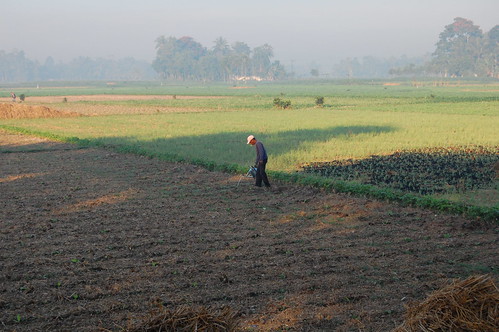 morning farming farmer paddyfield watering