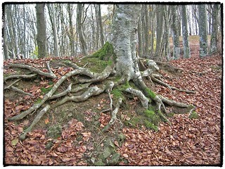 roots, oak Yorba Linda live tree CA cutting 92885