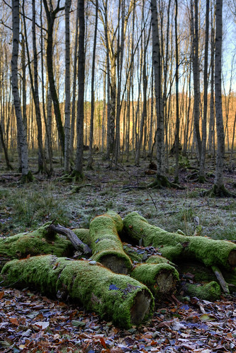 wood trees forest moss