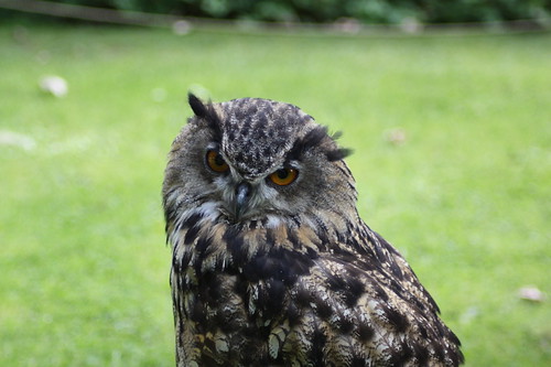 Big Eyes. | by Seckington Images