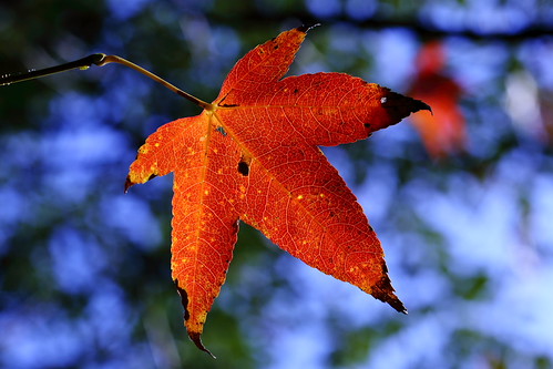 Autumn hues | by YoyoFreelance